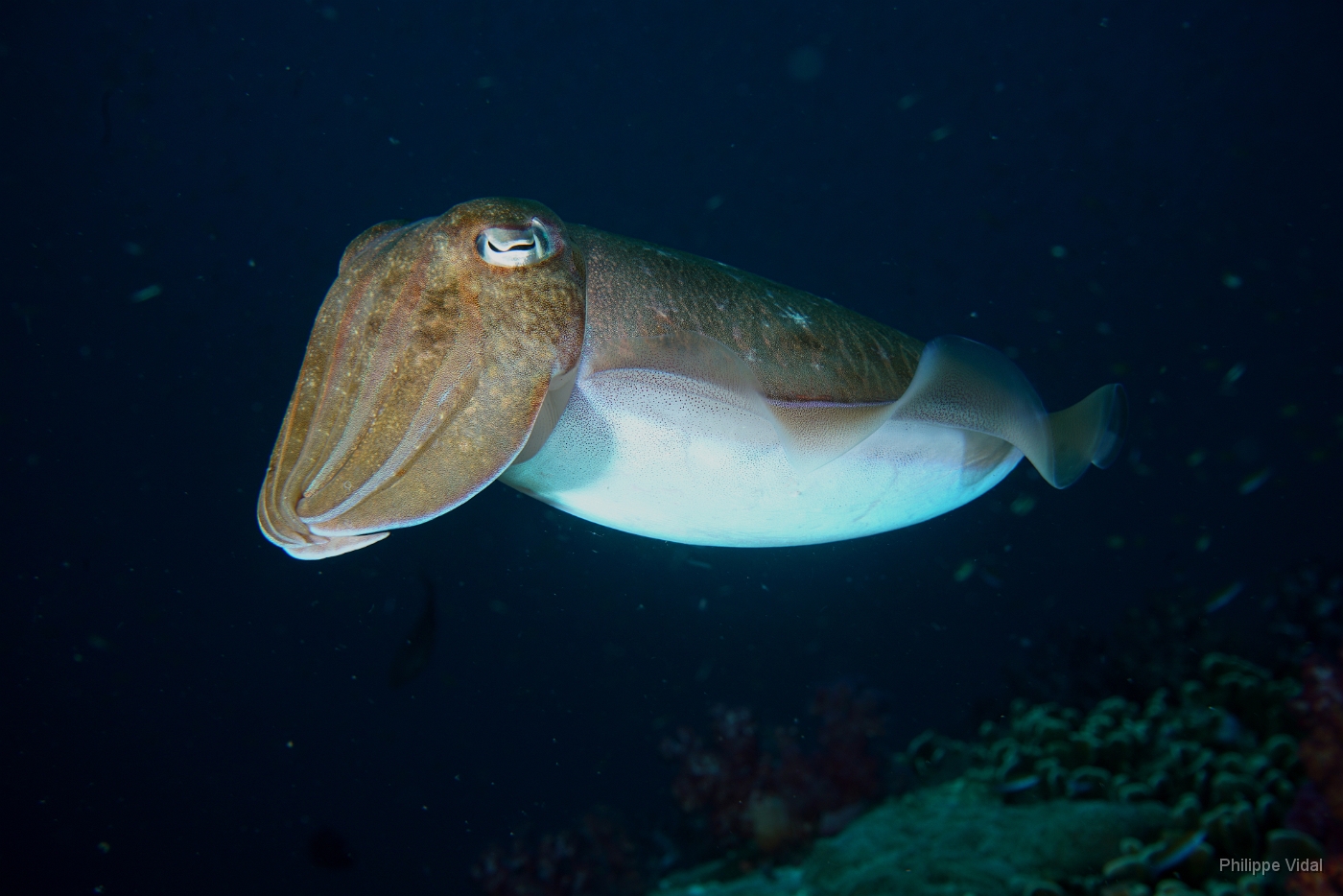 Birmanie - Mergui - 2018 - DSC02734 - Broadclub cuttlefish - Seiche - Sepia latimanus.JPG